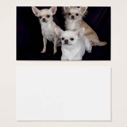 3 chihuahua visitekaartjes (Voorkant /achterkant)