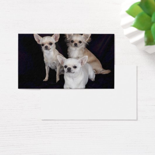 3 chihuahua visitekaartjes (Bureau)