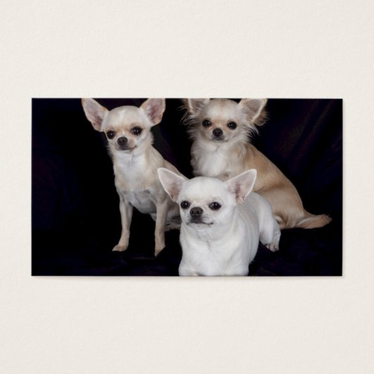 3 chihuahua visitekaartjes (Voorkant)