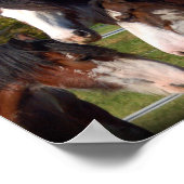 3 Clydesdale hoofden afdrukken Poster (Hoek)