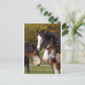 3 Clydesdale koppen Briefkaart (Staand voorkant)