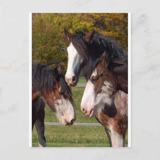 3 Clydesdale koppen Briefkaart (Voorkant)
