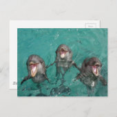 3 Dolfijnen glimlachen in de oceaan Briefkaart (Voorkant / Achterkant)
