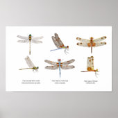 3 Dragonflies Art Poster (Voorkant)