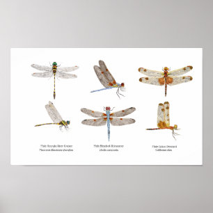 3 Dragonflies Art Poster