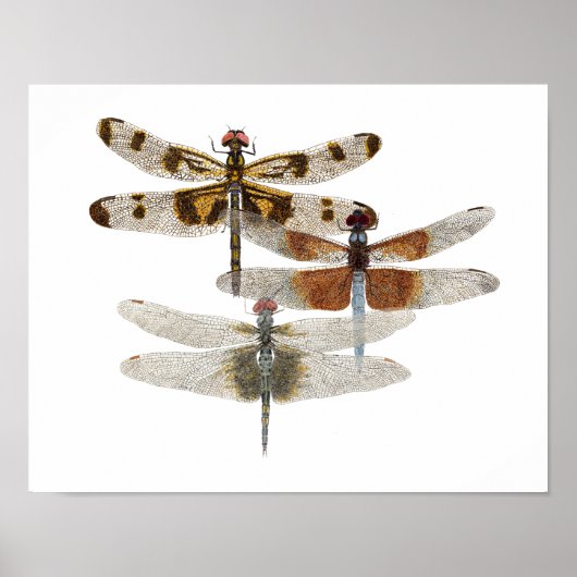3 Dragonfly Art Poster (Voorkant)