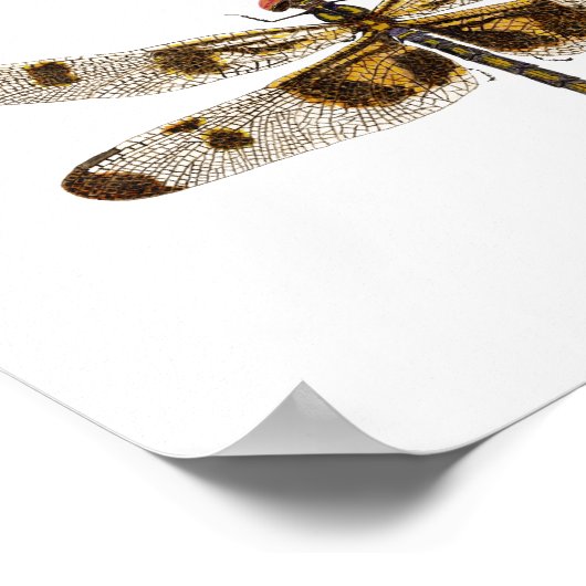 3 Dragonfly-soorten Poster (Hoek)