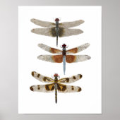 3 Dragonfly-soorten Poster (Voorkant)