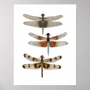 3 Dragonfly-soorten Poster