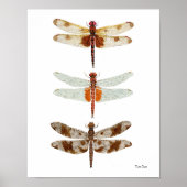 3 Dragonfly-soorten Poster (Voorkant)
