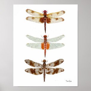3 Dragonfly-soorten Poster