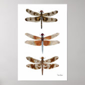 3 Dragonfly Species Art Poster (Voorkant)