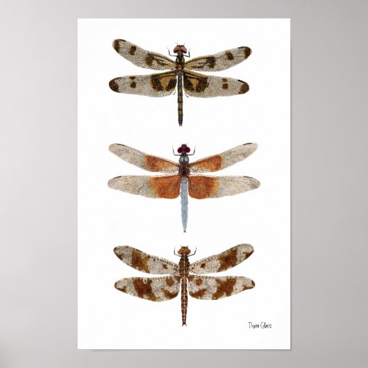 3 Dragonfly Species Art Poster (Voorkant)