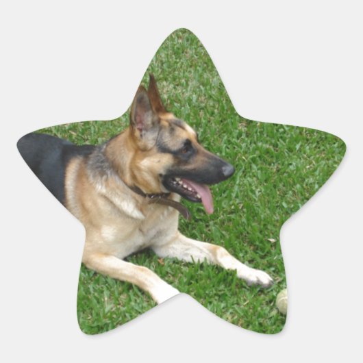 3 duitse herderderderleg.png ster sticker (Voorkant)