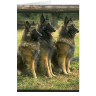 3-Duitse herders