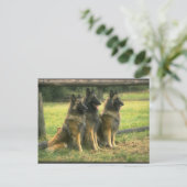 3-Duitse herders Briefkaart (Staand voorkant)