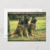 3-Duitse herders Briefkaart (Voorkant / Achterkant)
