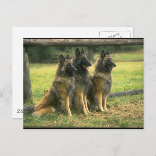 3-Duitse herders Briefkaart (Voorkant / Achterkant)