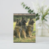 3-Duitse herders Briefkaart (Staand voorkant)