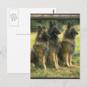 3-Duitse herders Briefkaart (Voorkant / Achterkant)