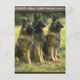 3-Duitse herders Briefkaart