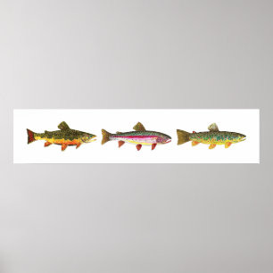 3 forel - Brook, bruin, regenboogslang, hoirzontaa Poster
