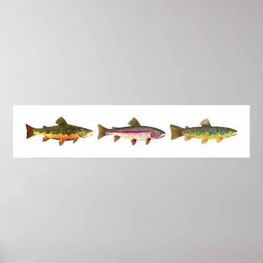 3 forel - Brook, bruin, regenboogslang, hoirzontaa Poster (Voorkant)