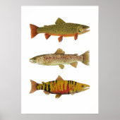 3 Forel- en zalmkunst Poster (Voorkant)