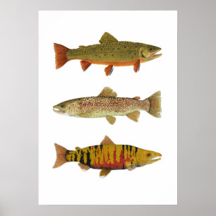 3 Forel- en zalmkunst Poster