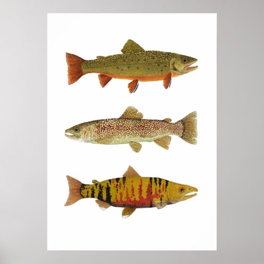 3 Forel- en zalmkunst Poster (Voorkant)