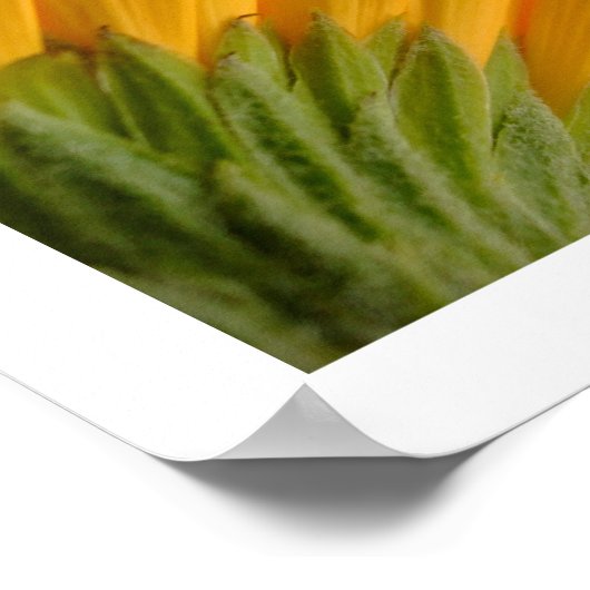 3 Gerberas Poster (Hoek)