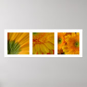 3 Gerberas Poster (Voorkant)