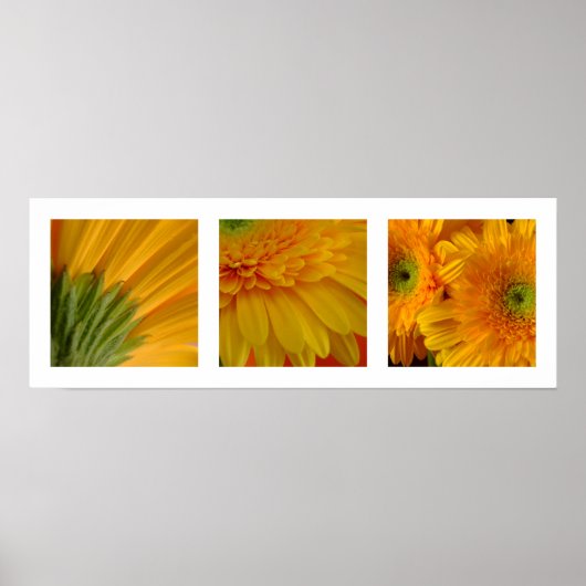3 Gerberas Poster (Voorkant)