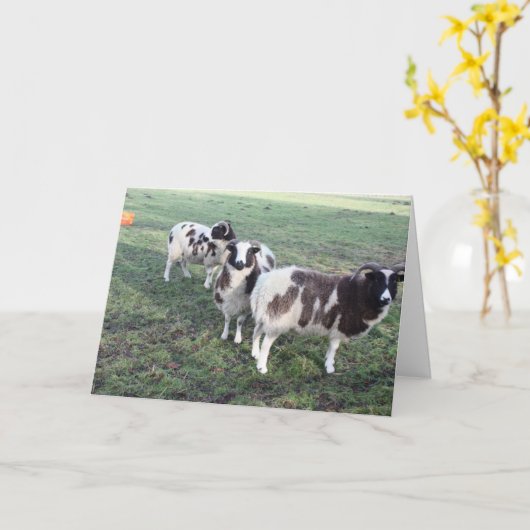 3 Goats wenskaart Verjaardag Kaart (Gele Bloem)