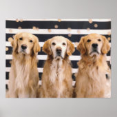 3 Golden Retrievers Poster (Voorkant)