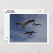 3 Golls Briefkaart (Voorkant / Achterkant)