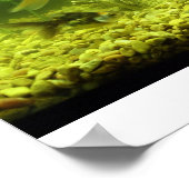 3 Goudvis Poster (Hoek)