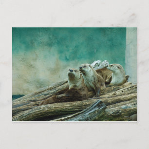 3 grappige otters op een mooie achtergrond van kle briefkaart