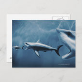 3 Grote witte haaien (Carcharodon carcharias) Briefkaart (Voorkant / Achterkant)
