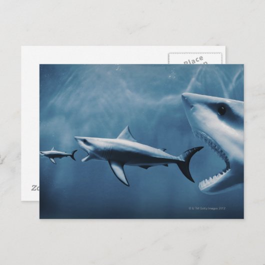 3 Grote witte haaien (Carcharodon carcharias) Briefkaart (Voorkant / Achterkant)
