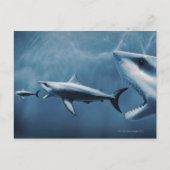 3 Grote witte haaien (Carcharodon carcharias) Briefkaart (Voorkant)
