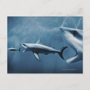 3 Grote witte haaien (Carcharodon carcharias) Briefkaart