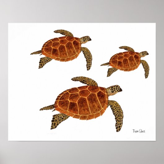 3 Hawksbill Turtles Poster (Voorkant)