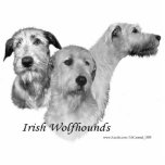 3 Ierse Wolfhound-koppen Fotobeeldje Magneet<br><div class="desc">hoofdstudie van drie mooie wolfhonden</div>