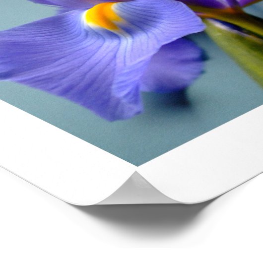 3 Irises Poster (Hoek)