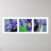 3 Irises Poster (Voorkant)