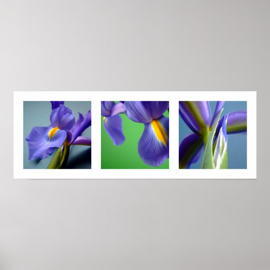 3 Irises Poster (Voorkant)