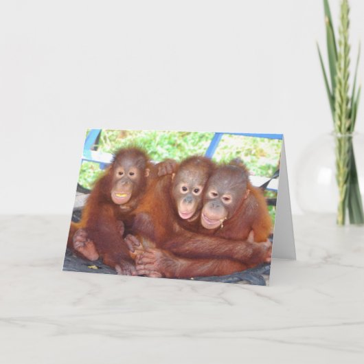 3 is geen kroeg - Orangutan Babies Kaart (Voorkant)