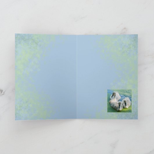 3 jonge zwanen in Algen Kaart (Binnen)