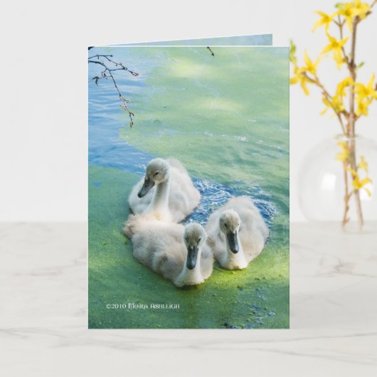 3 jonge zwanen in Algen Kaart (Gele Bloem)